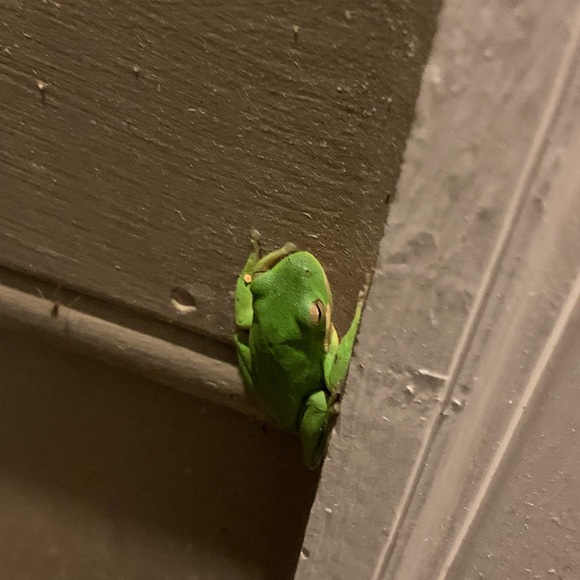 Meet your Posher, Sam - Picture 1 of 1